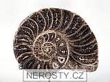 amonit, mammites nodosoides