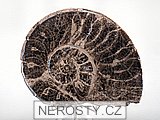 amonit, mammites nodosoides