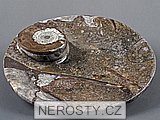 tácek s fosílií