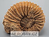 amonit, obrázek minerálu