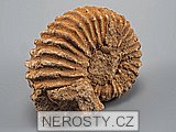 amonit, perisphinctes sp.