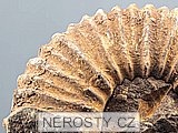 amonit, perisphinctes sp.